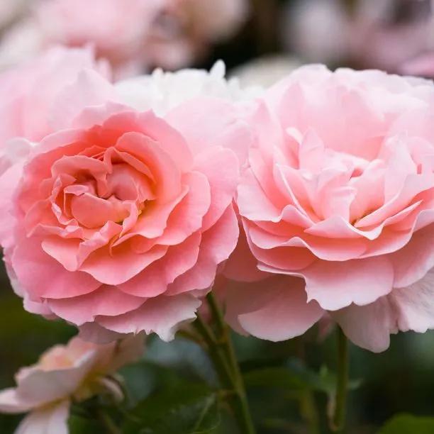 L'Aimant Pink Rose Bushes (Rosa L'Aimant)